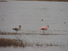 Phoenicopterus chilensis