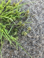 Cyperus squarrosus