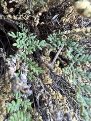 Myriopteris gracillima