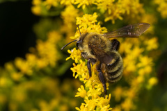 Andrena hirticincta