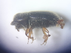 Scolytinae