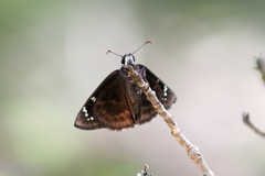 Ephyriades arcas