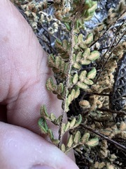 Myriopteris gracillima