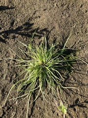 Cyperus squarrosus