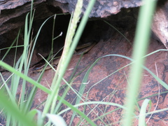 Plestiodon obsoletus