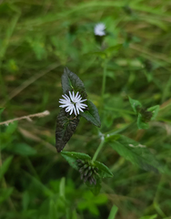 Elephantopus tomentosus