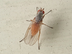 Heleomyzidae