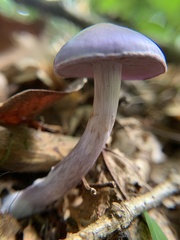 Cortinarius iodes