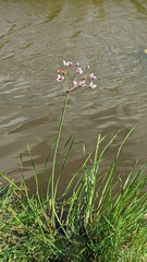 Butomus umbellatus