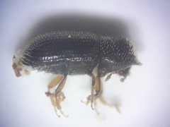 Scolytinae