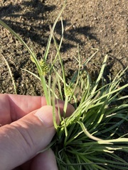 Cyperus squarrosus