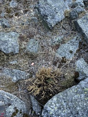 Myriopteris gracillima