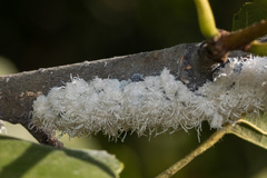 Prociphilus tessellatus