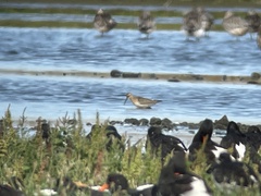 Calidris ferruginea
