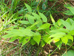 Streptopus lanceolatus