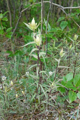 Castilleja unalaschcensis