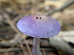 Cortinarius iodes