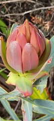 Protea nitida