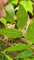Streptopus lanceolatus