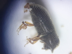 Scolytinae