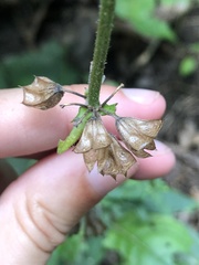 Salvia lyrata