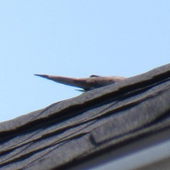 Zenaida macroura carolinensis