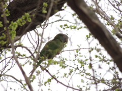 Thectocercus acuticaudatus