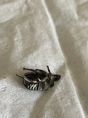 Euphoria sepulcralis