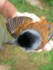 Terpsiphone atrochalybeia