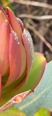 Protea nitida