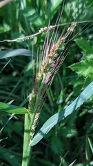Echinochloa crus-galli