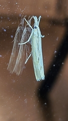 Pediasia trisecta
