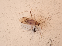 Phytocoris