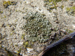 Phaeophyscia orbicularis