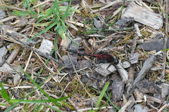 Leucorrhinia borealis