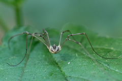 Mitopus morio