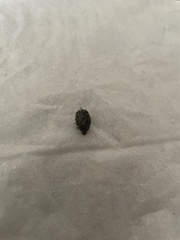 Euphoria sepulcralis