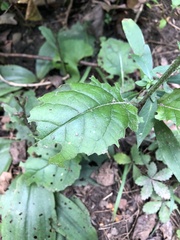 Salvia lyrata
