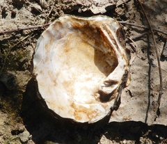 Cyclonaias tuberculata