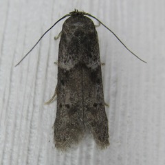 Blastobasis glandulella