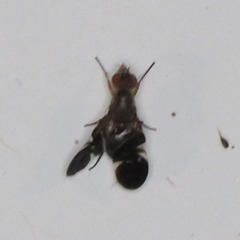 Delphinia picta