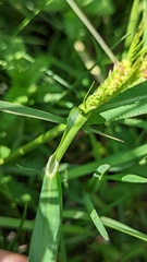 Echinochloa crus-galli