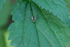 Mitopus morio