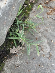 Muhlenbergia schreberi