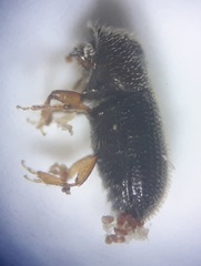 Scolytinae