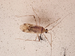 Phytocoris