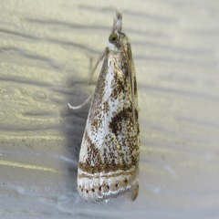 Microcrambus elegans