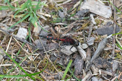 Leucorrhinia borealis