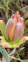 Protea nitida