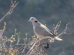 Streptopelia capicola